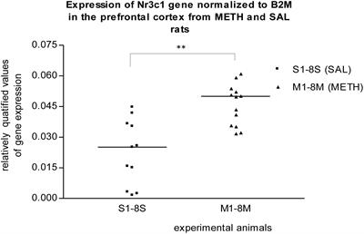 Prenatal Exposure to Methamphetamine: Up-Regulation of Brain Receptor Genes